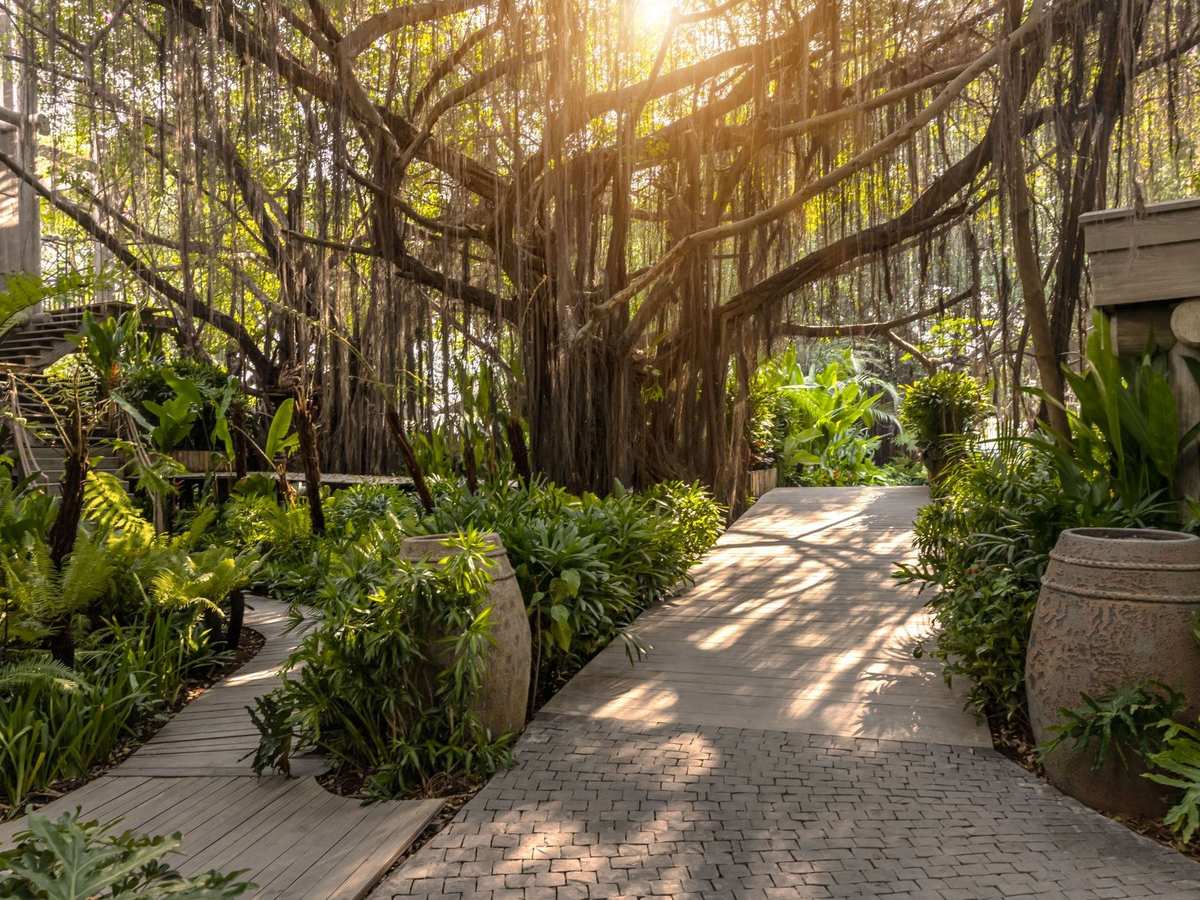 Paved garden path under huge banyan trees with aerial roots and potted plants