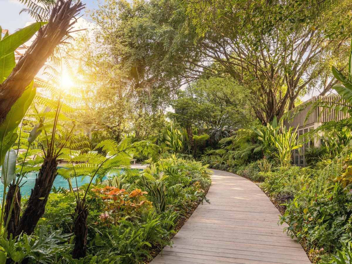 Timber boardwalk winding through lush garden planting in morning sun